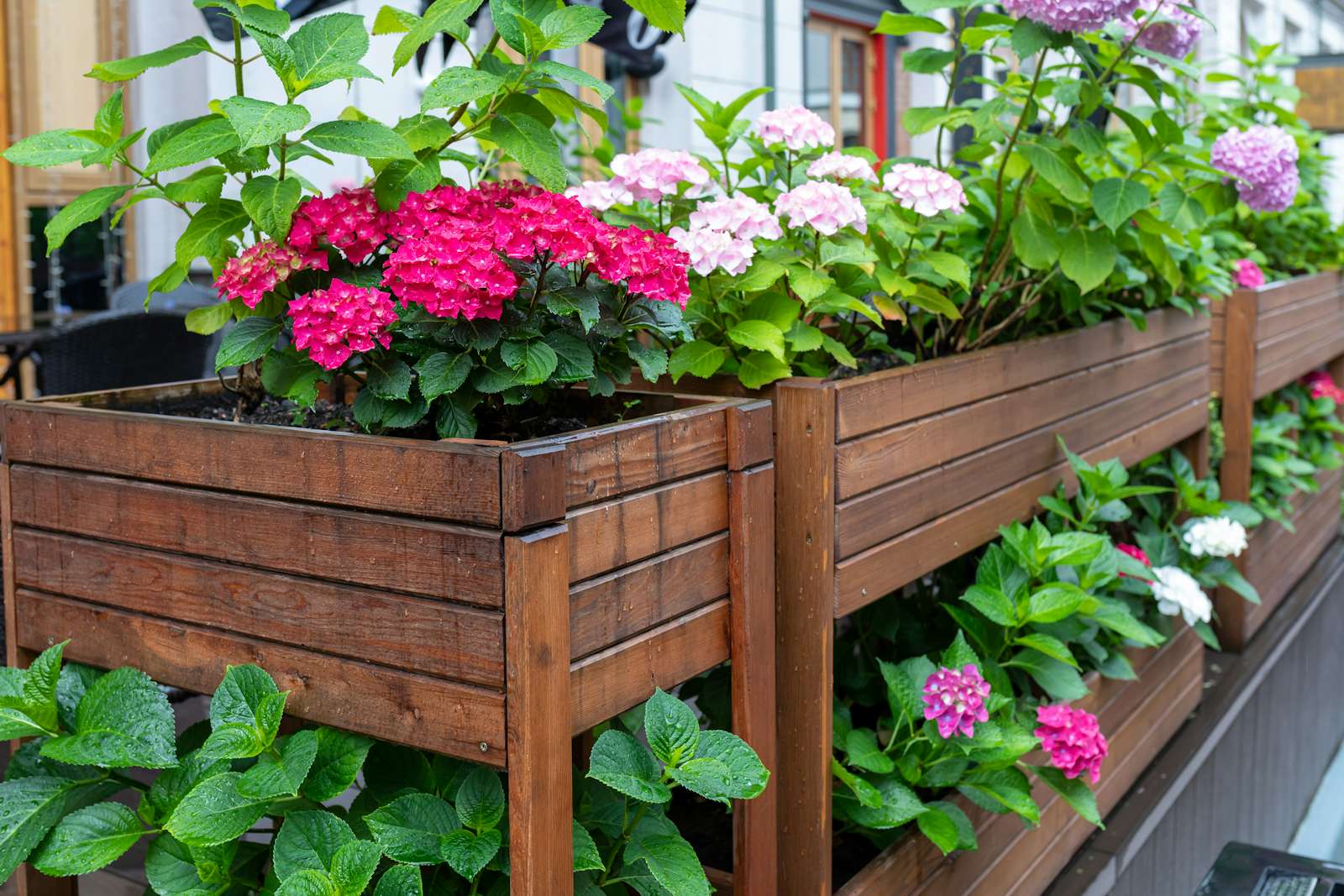Flowering hydrangea bushes in wooden boxes
